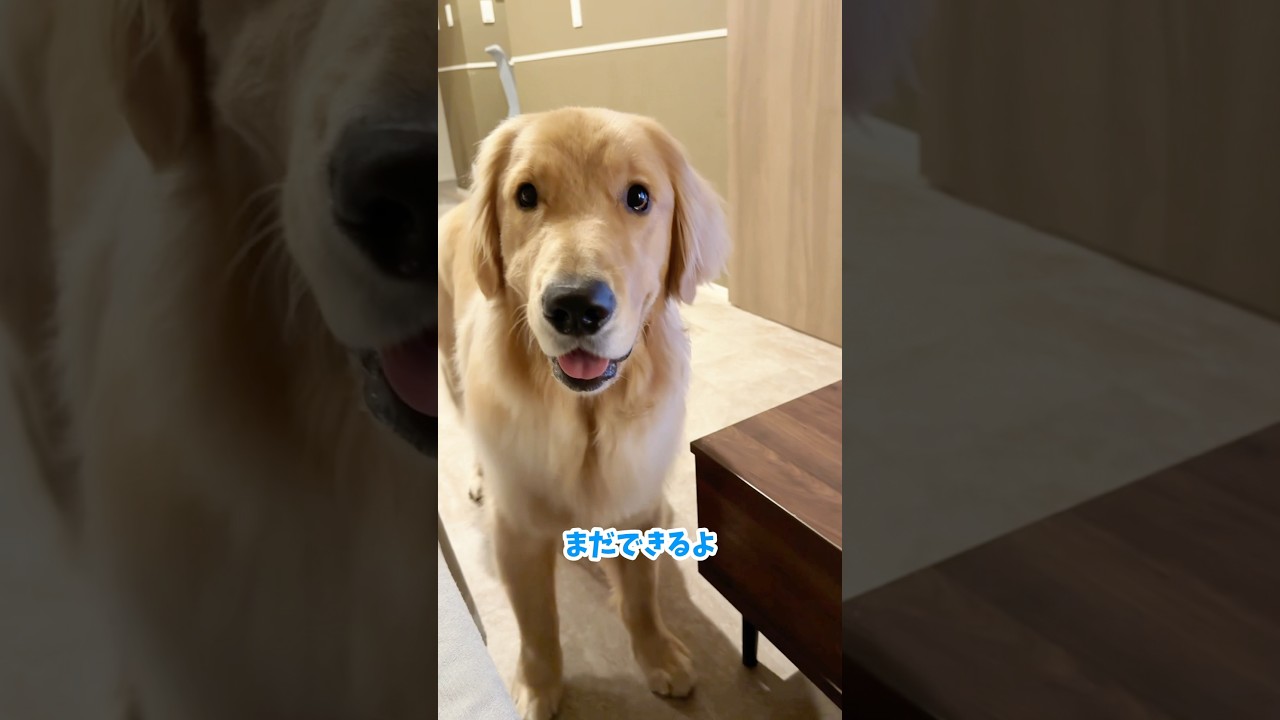やっぱり幼稚園児コロッケ#大型犬 #ゴールデンレトリバー #愛犬 #犬のいる暮らし