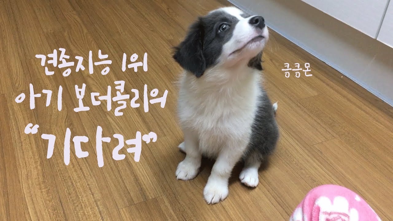 강아지 지능1위(?) 아기보더콜리 솔라의 기다려 훈련하기