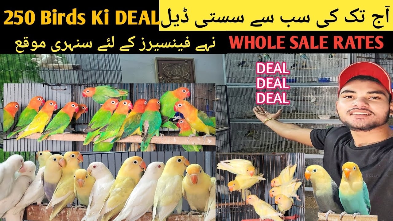 LOVEBIRDS KI SAB SA SASTI DEAL.| 250 BIRDS KI DEAL😱 | Lovebirds Farming | 26-june-2024