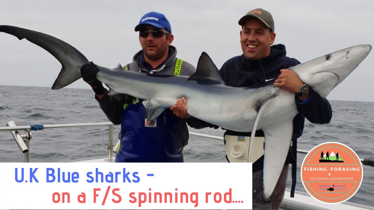 U.K Blue sharks - on a F/S spinning rod