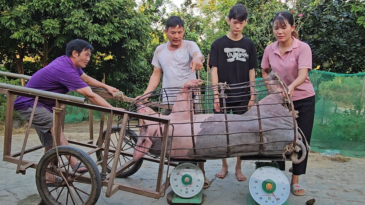 Catch pigs to sell to traders. Eliminate sows that do not reproduce well. ( Ep 289 )