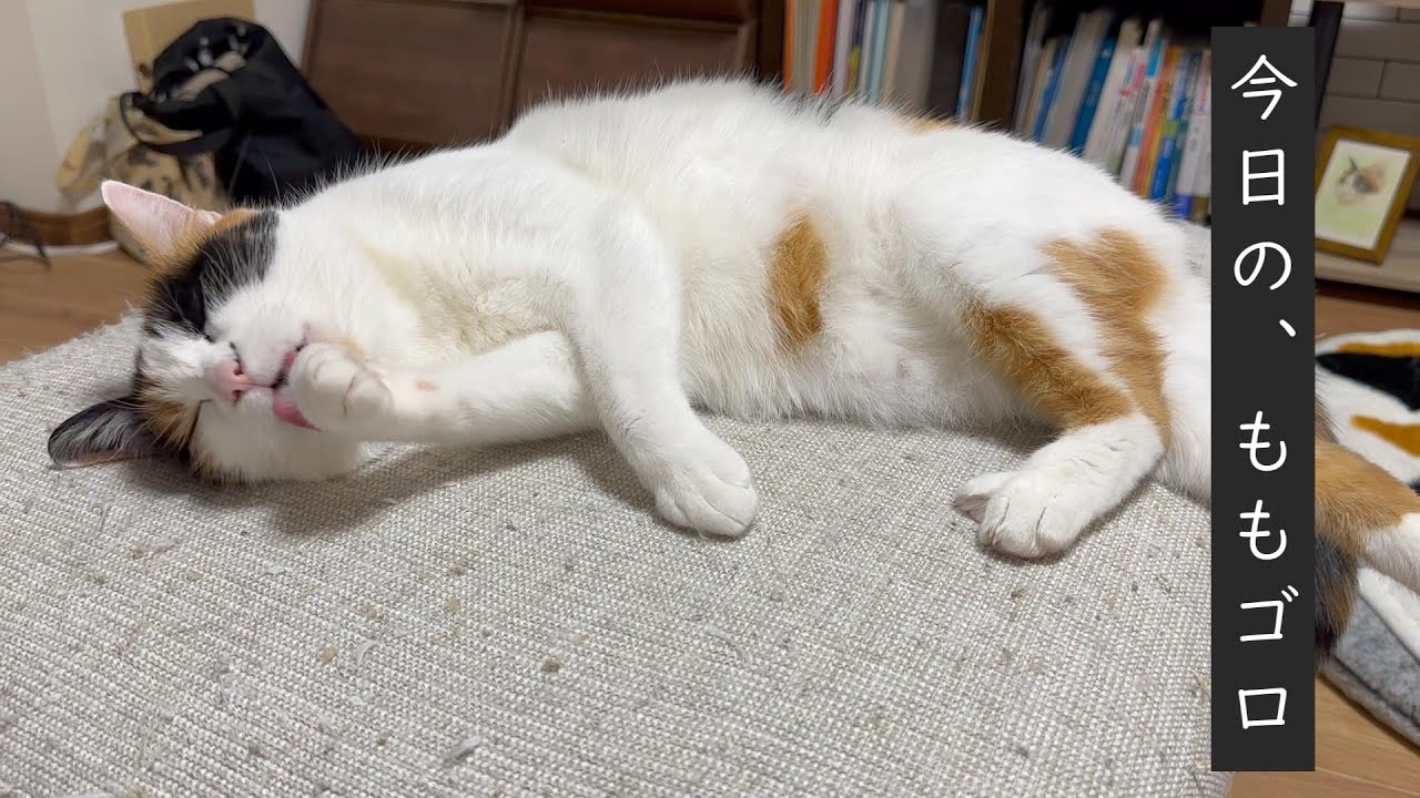 爪のチェックをされ顔を洗う猫【三毛猫】【黒猫】