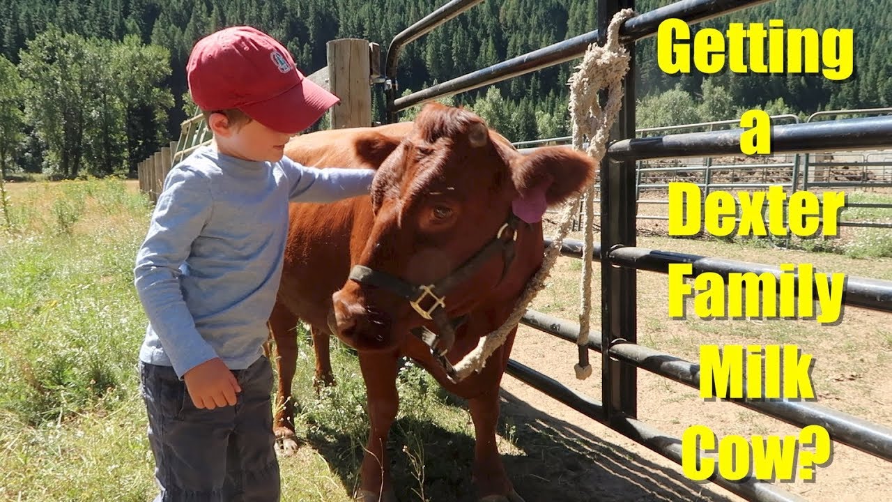 Getting a Dexter Family Milk Cow?