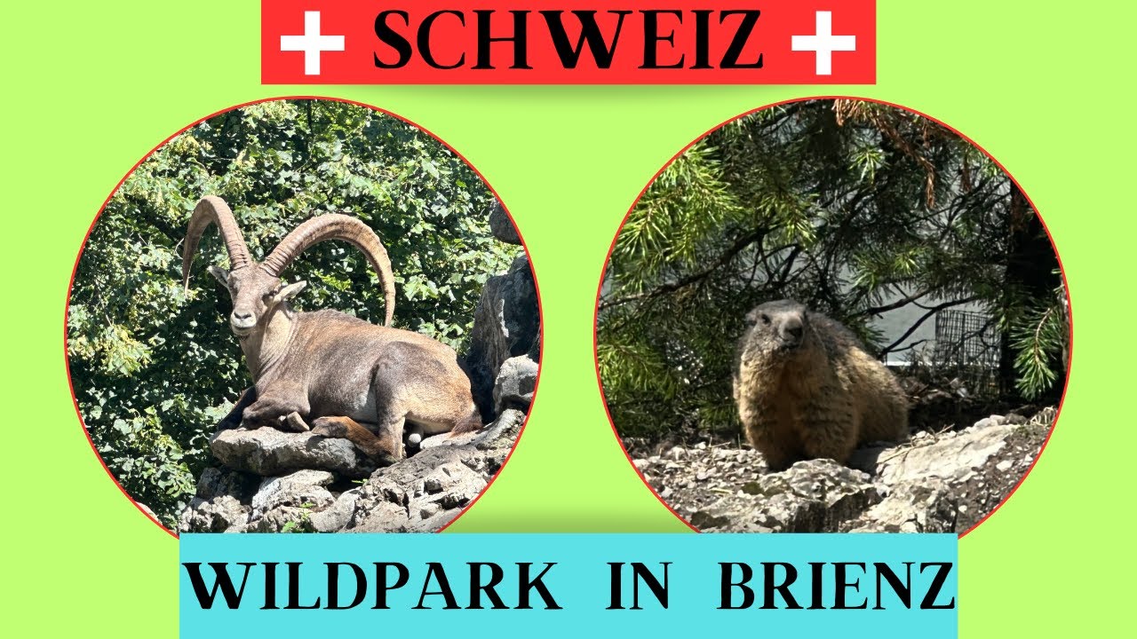 Urlaub in der Schweiz - Der Wildpark in Brienz
