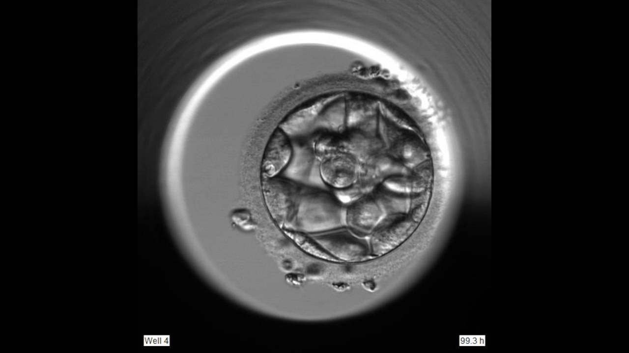Embryots utveckling dag 0 till dag 5