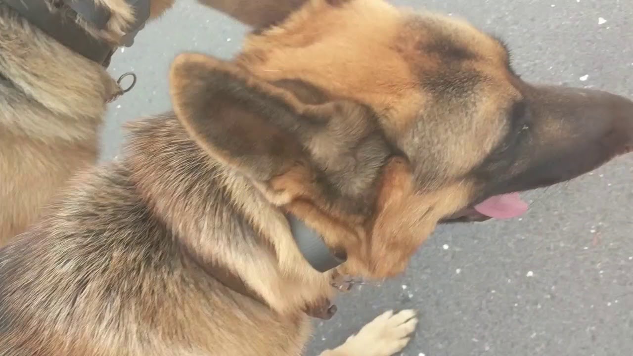 Byrd and T.C., 1 Year Old German Shepherds