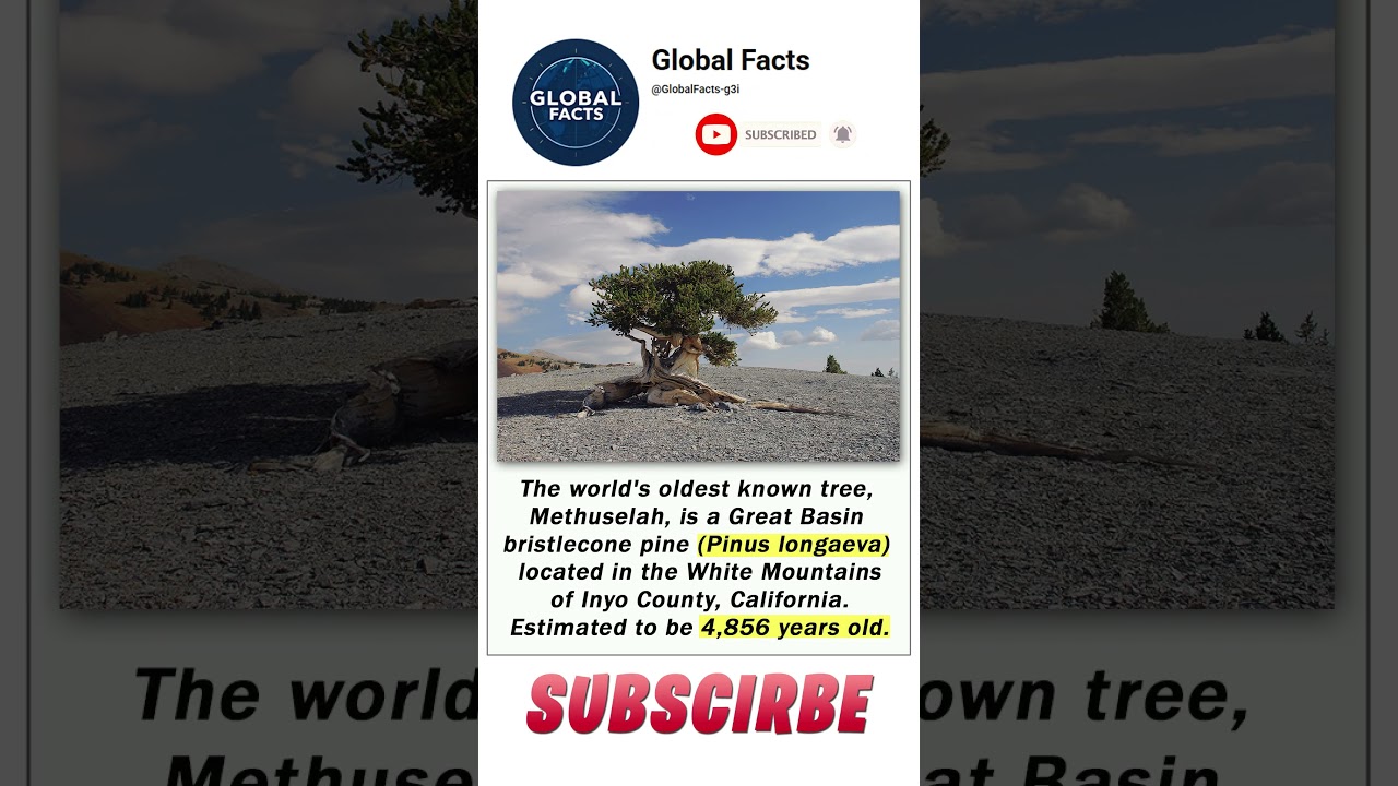 World's Oldest Tree #world'soldesttree #funfacts #amazingfacts #getthefacts #didyouknow #biology