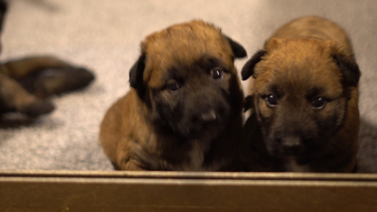 Madds/Lucille Litter 1: More Laekenois Puppy Play on 2026/03/02 - 4k 30fps