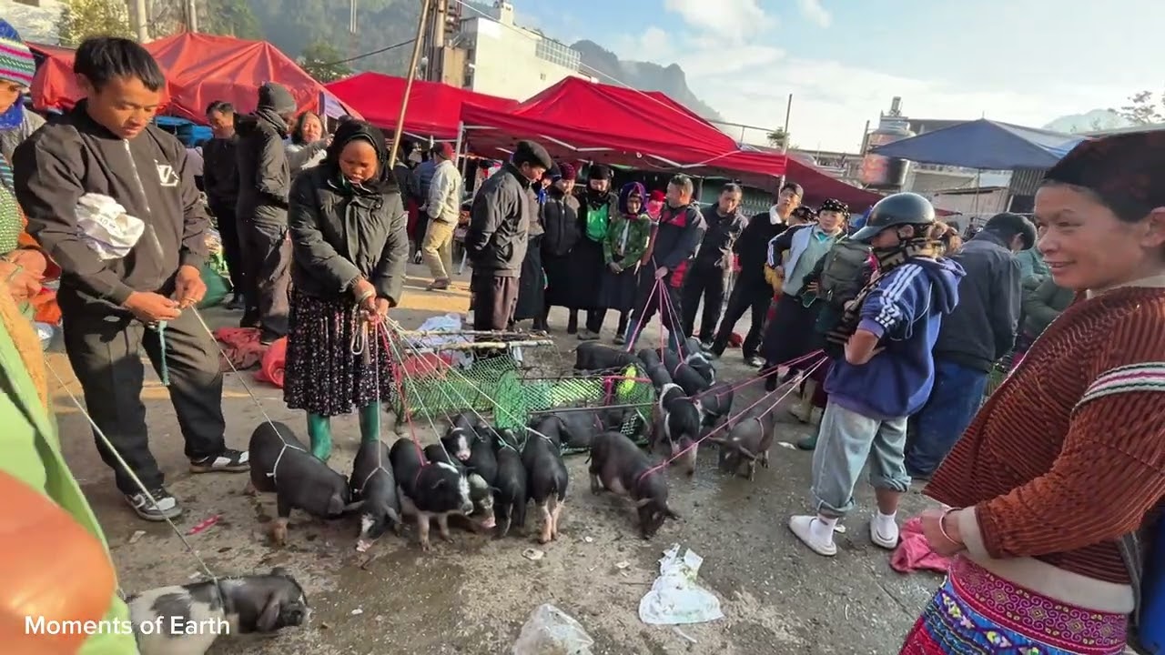 Real Life at a Mountain Market | Selling Pigs, Cows & Local Farm Products