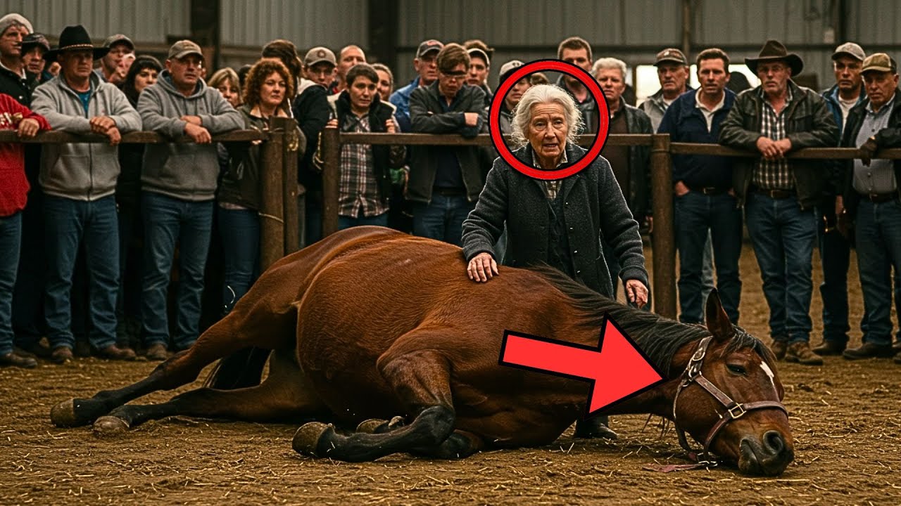 Sick Horse Collapses at Auction, Grandma Steps In and Changes Everything