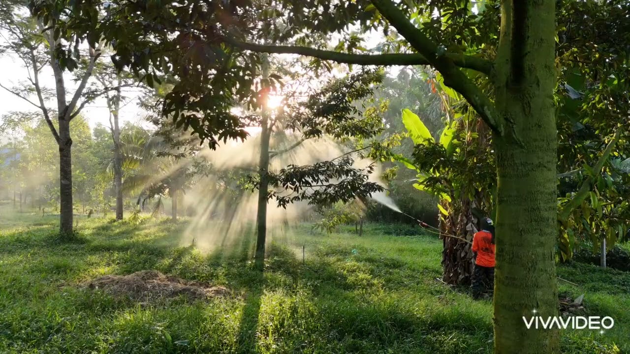 Durian trees spraying fertilizer 
