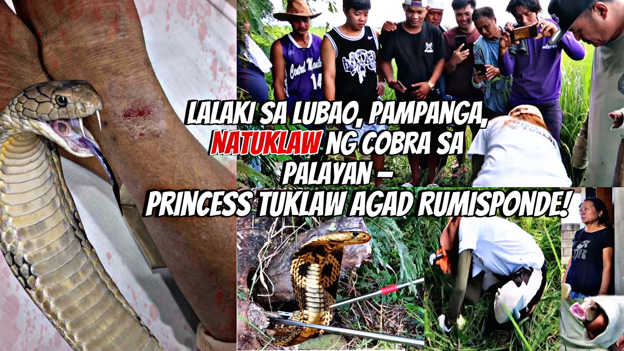 LALAKI SA LUBAO, PAMPANGA NATUKLAW NG COBRA SA PALAYAN Princess Tuklaw at ROD TUKLAW AGAD RUMISPONDE
