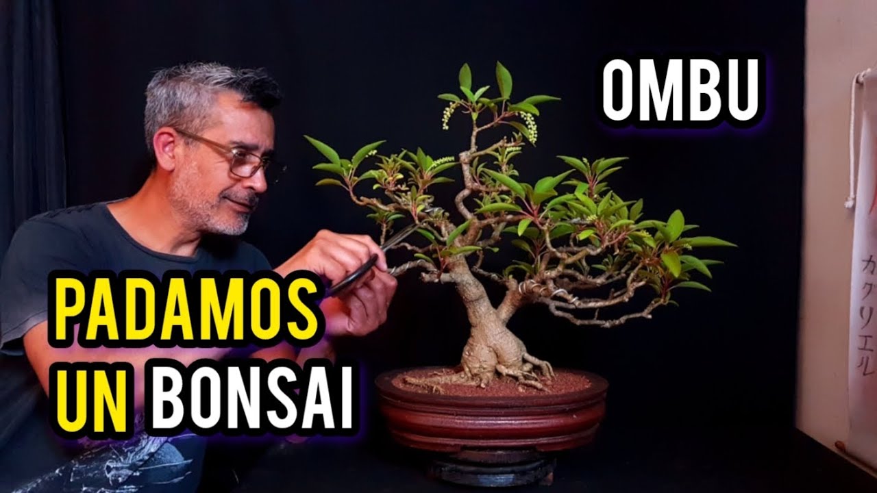 COMO HACER RAMIFICAR UN BONSAI DE OMBU / PODA DE RAMAS!