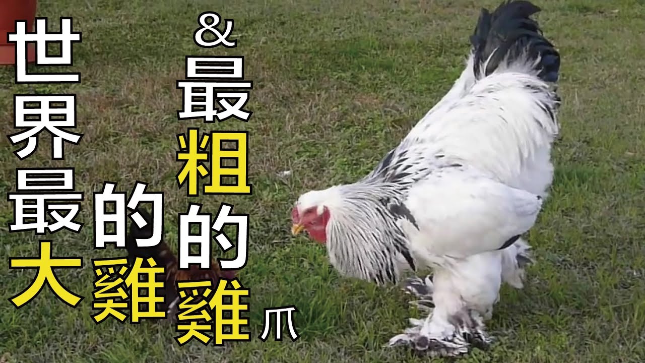 三種特殊的世界奇雞~梵天雞, 東早雞, 藏雪雞