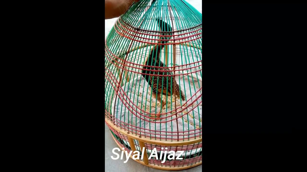 black francolin || kaly teetar ka bacha MaShaAllah🌹Pure Sindhi breed || Sheedi Nasal