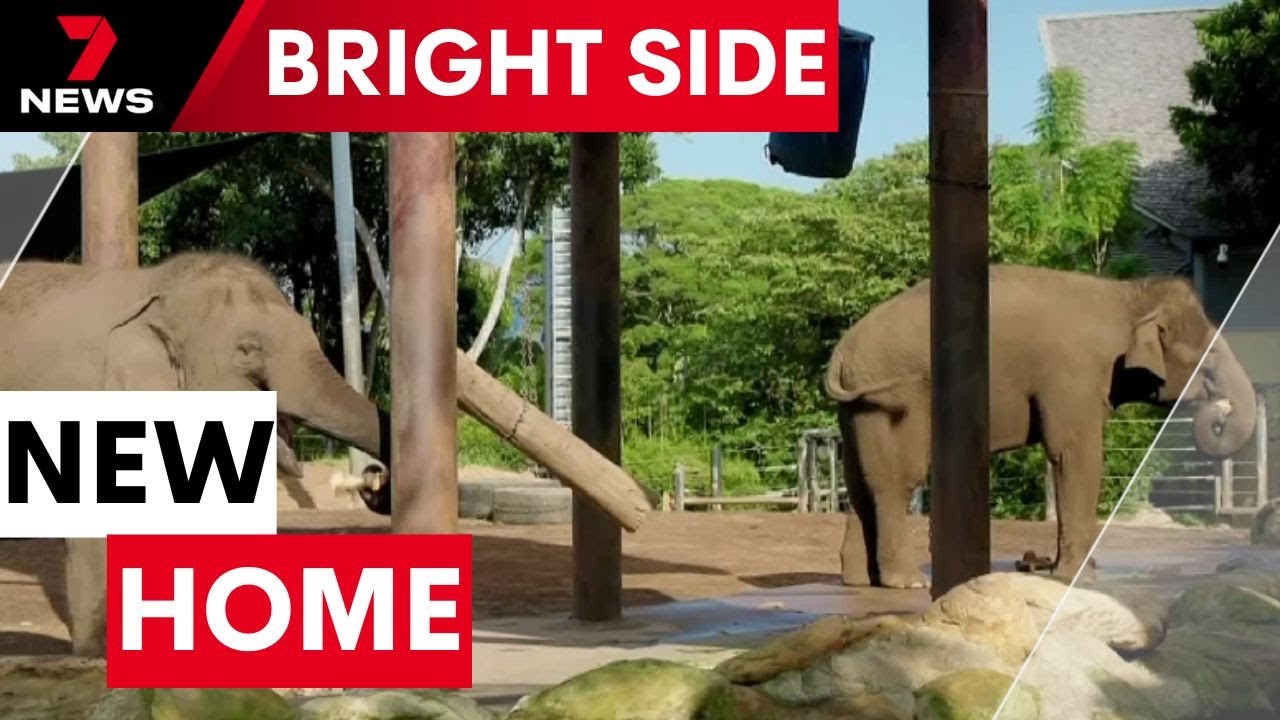 Taronga’s elephants are settling into their new home | 7NEWS
