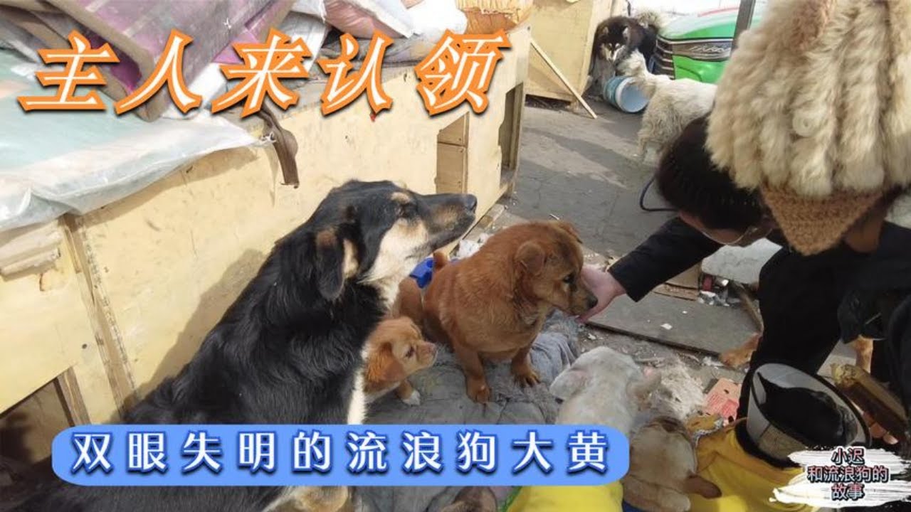 主人认领双眼失明的流浪狗大黃，因证据不足小遲没给，这樣做对吗      ---Dog rescue in China  ---20210302
