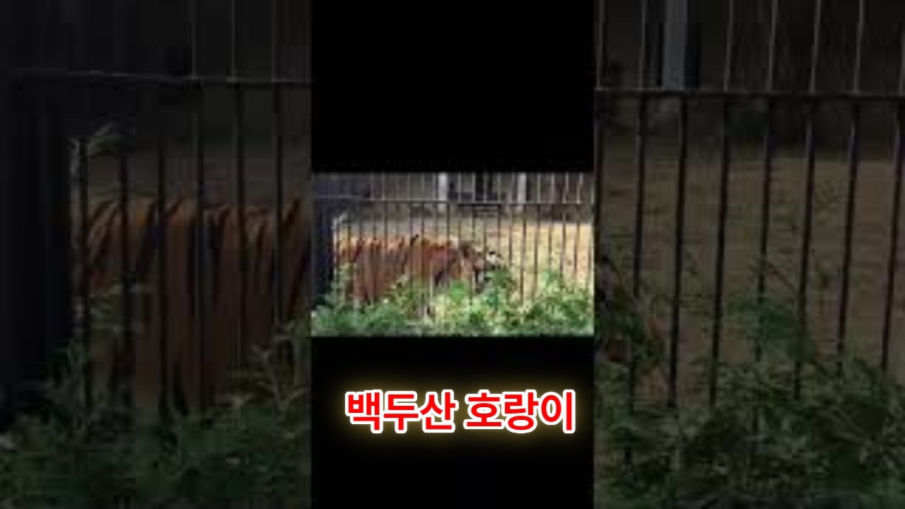 백두산 호랑이 (2016년에 국립수목원에서 촬영함)