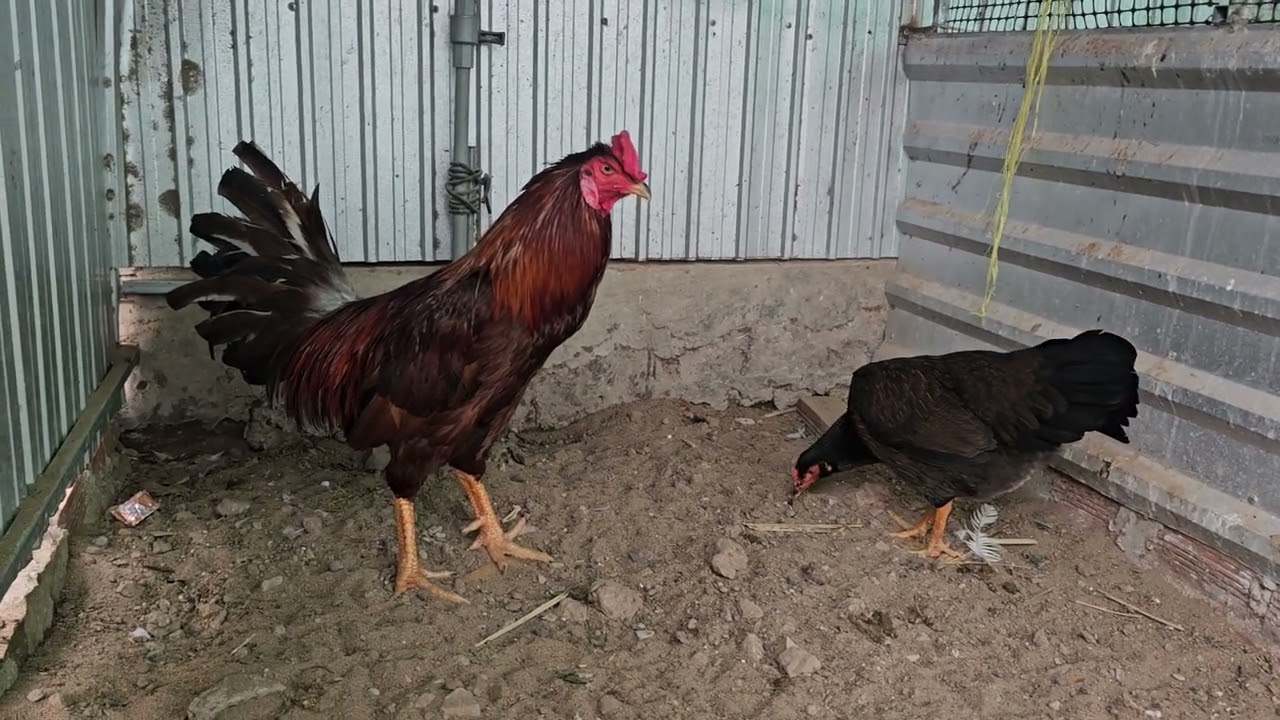 11/2.sale ưu đải giảm sốc cuối năm.zl@335/819/775.