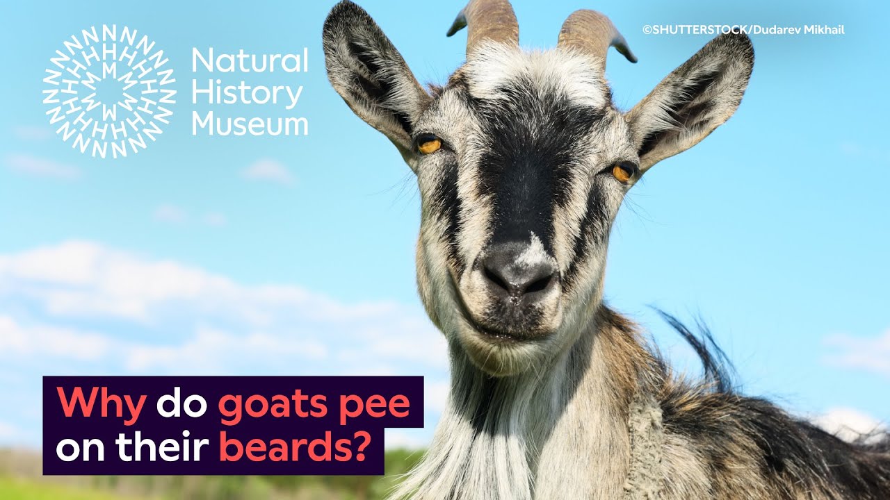 Why do goats pee on their beards? | Surprising Science