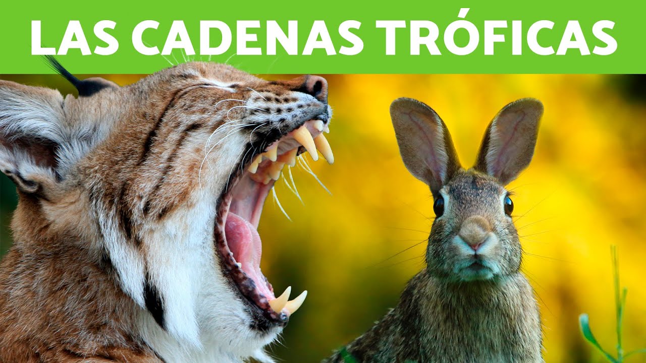 ¿Qué es una CADENA TRÓFICA? 🐇🦌 (Tipos, EJEMPLOS y Diferencia entre CADENA TRÓFICA y RED TRÓFICA)