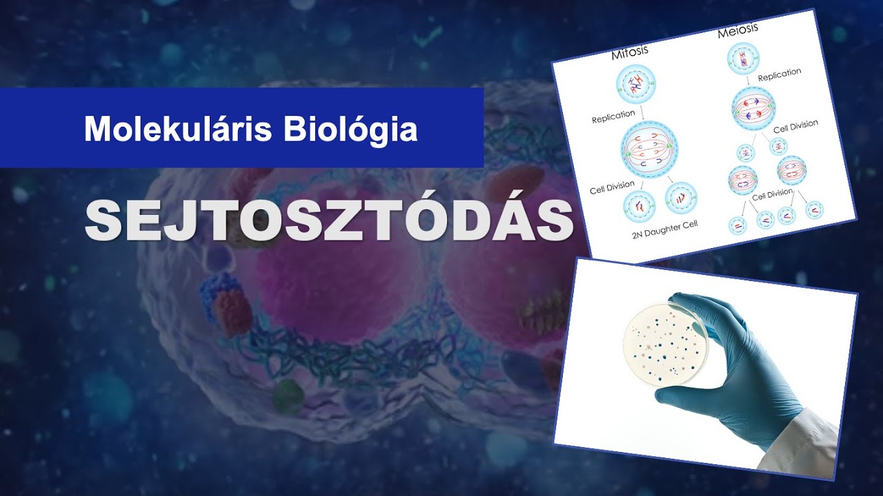 🧫  Mitózis és Meiózis — A Sejtosztódás (20 percben)