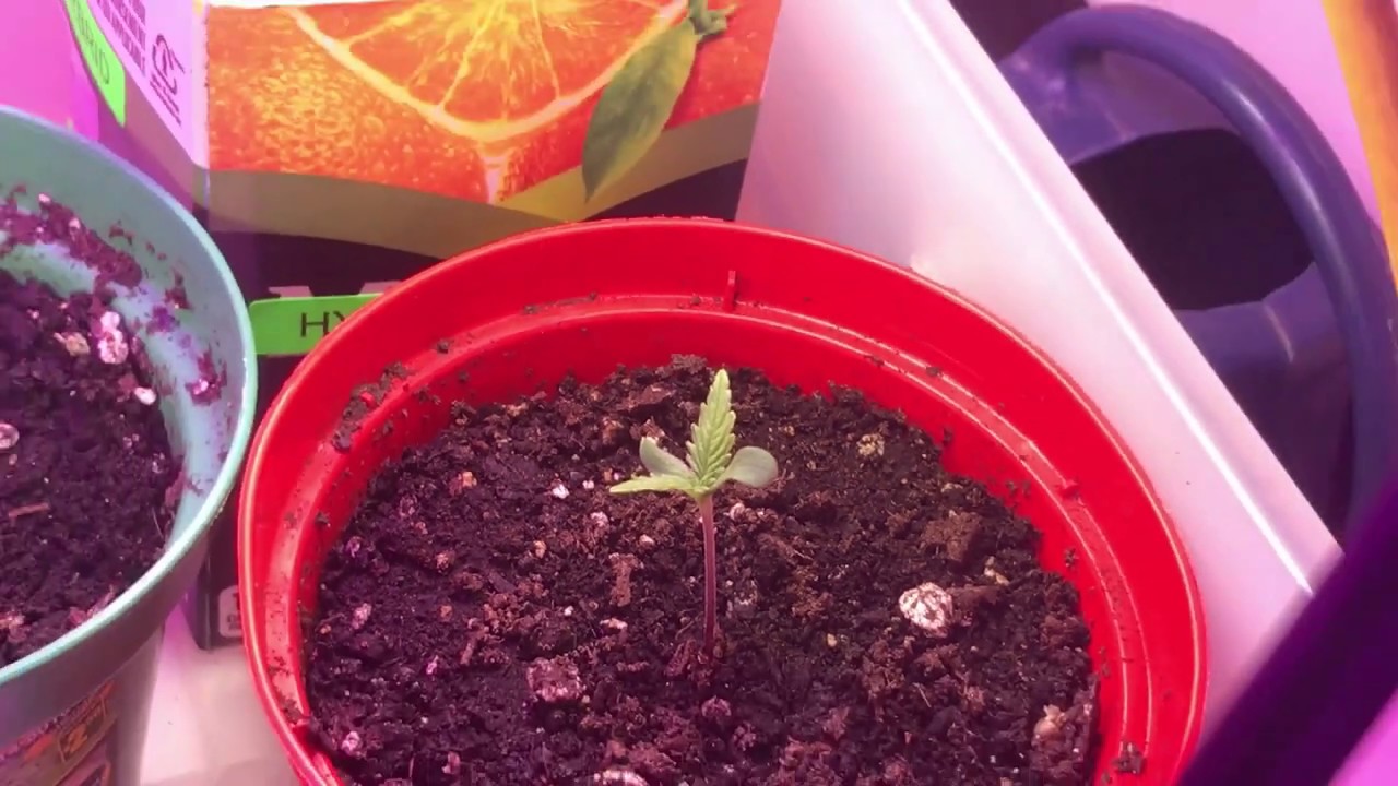 Started Cannabis Seeds For  New Indoor Grow Blue Mountain sativa & Supper critical !