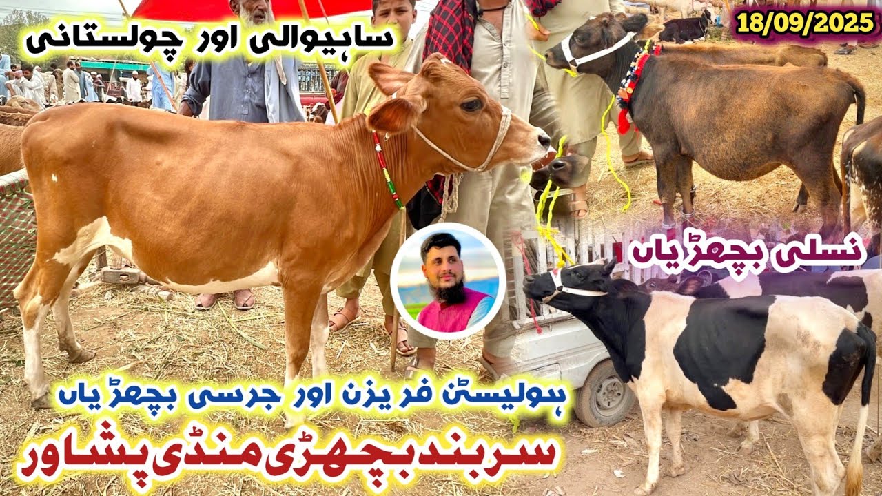 Jersey & Holstein Friesian Calf's Market In Peshawar New Updates 18/09/2025 | Sarband Mandi | Izhar