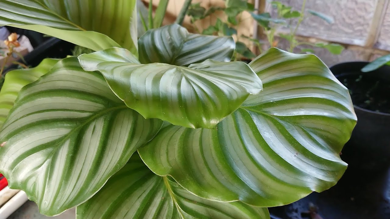 Calathea Orbifolia - New Arrival & Pot Choice - Prayer Plant