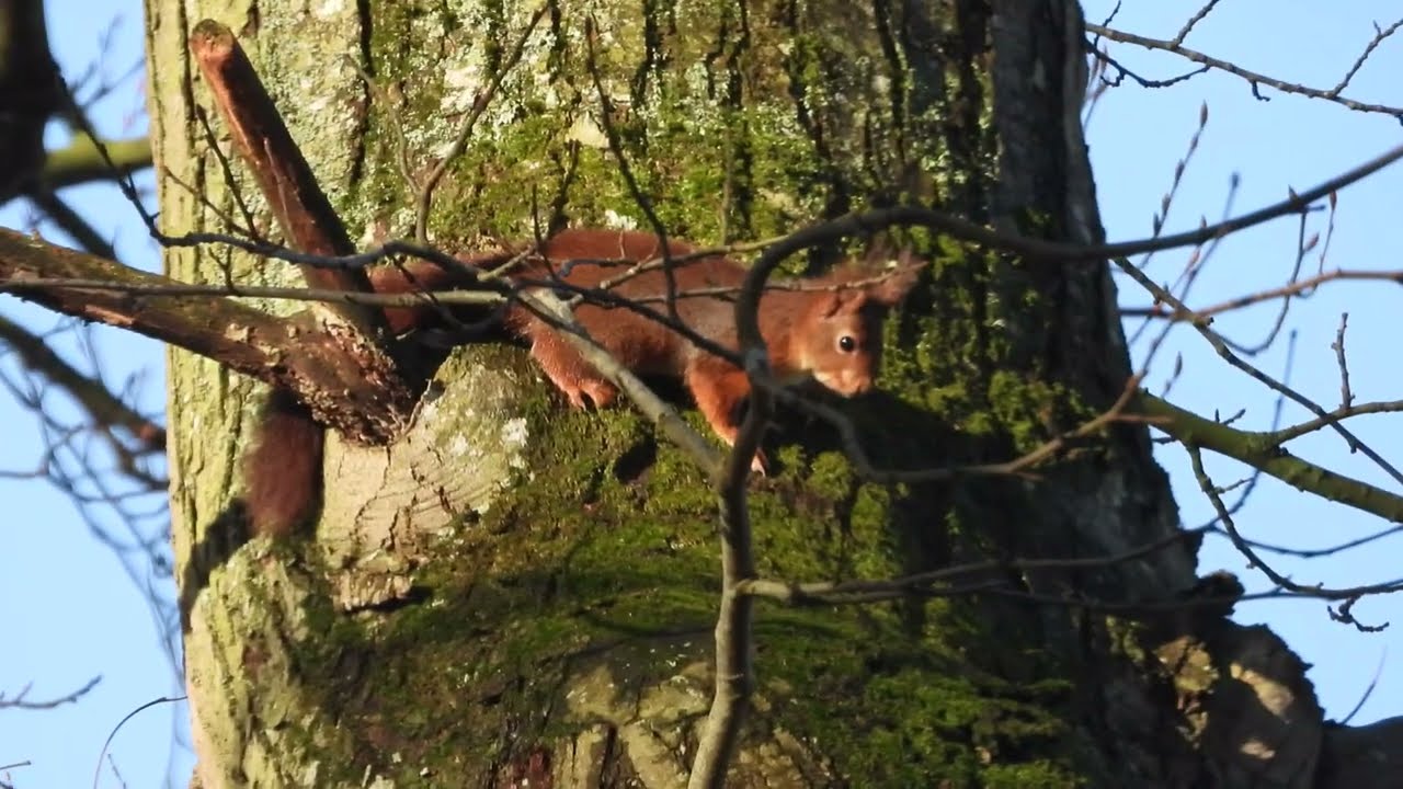 La vallée du Goëlo  Ploufragan. REFUGE  LPO.  (37)  Côtes d'Armor.