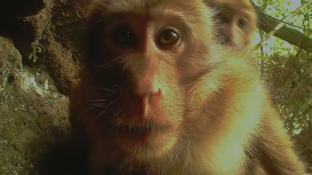 Yunnan's wild monkeys caught on camera