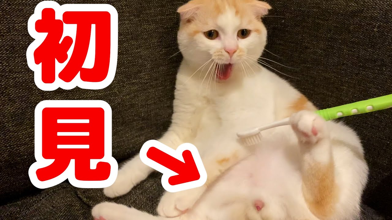 【閲覧注意】歯ブラシで猫をマッサージをしたらおちんちんが出てきた