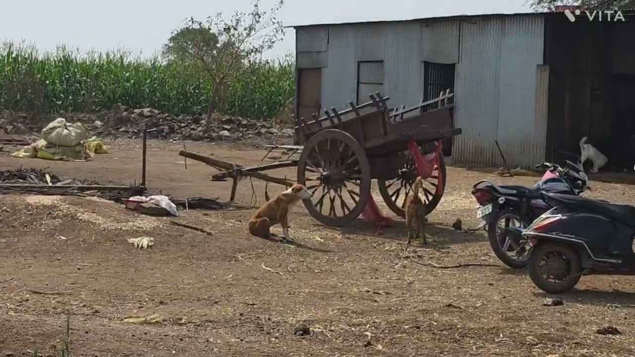 जामनेर के खेतों के दृश्य। जामनेर का एरिया घुमा। जामनेर के एरिया में सोलर सिस्टम||