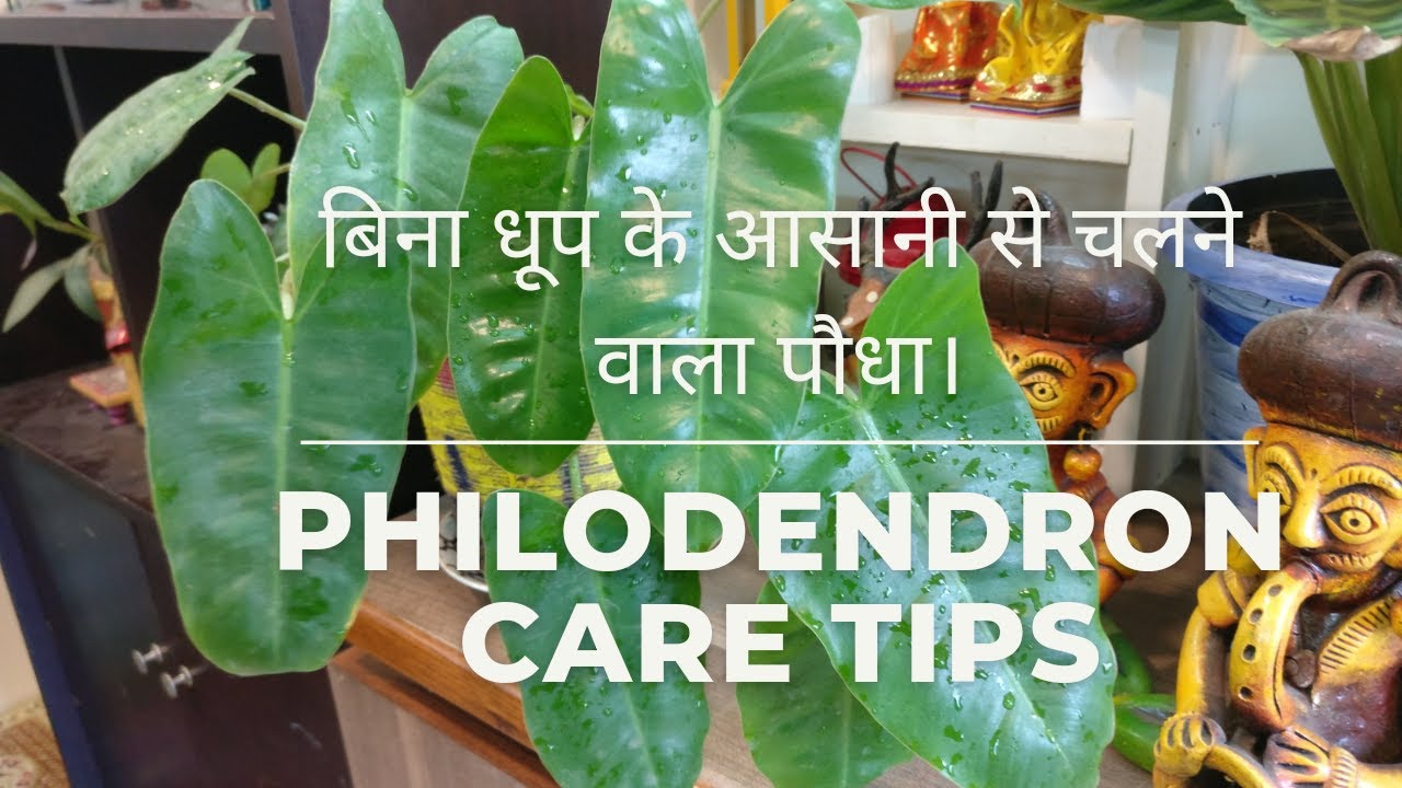 Philodendron Plant care Tips/ Philodendron Burle Marx plant/ Easy Indoor plant for air purification.