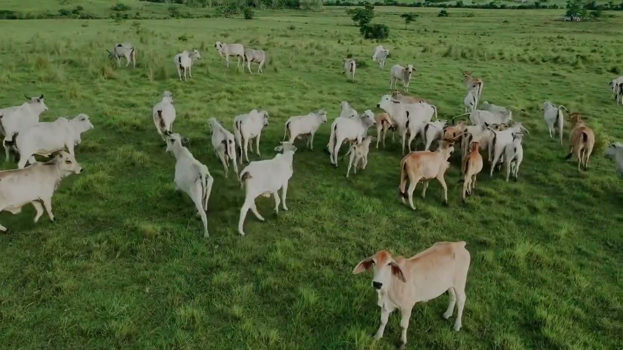 WHY MASBATE PROVINCE IS THE RODEO CAPITAL OF THE PHILIPPINES ?