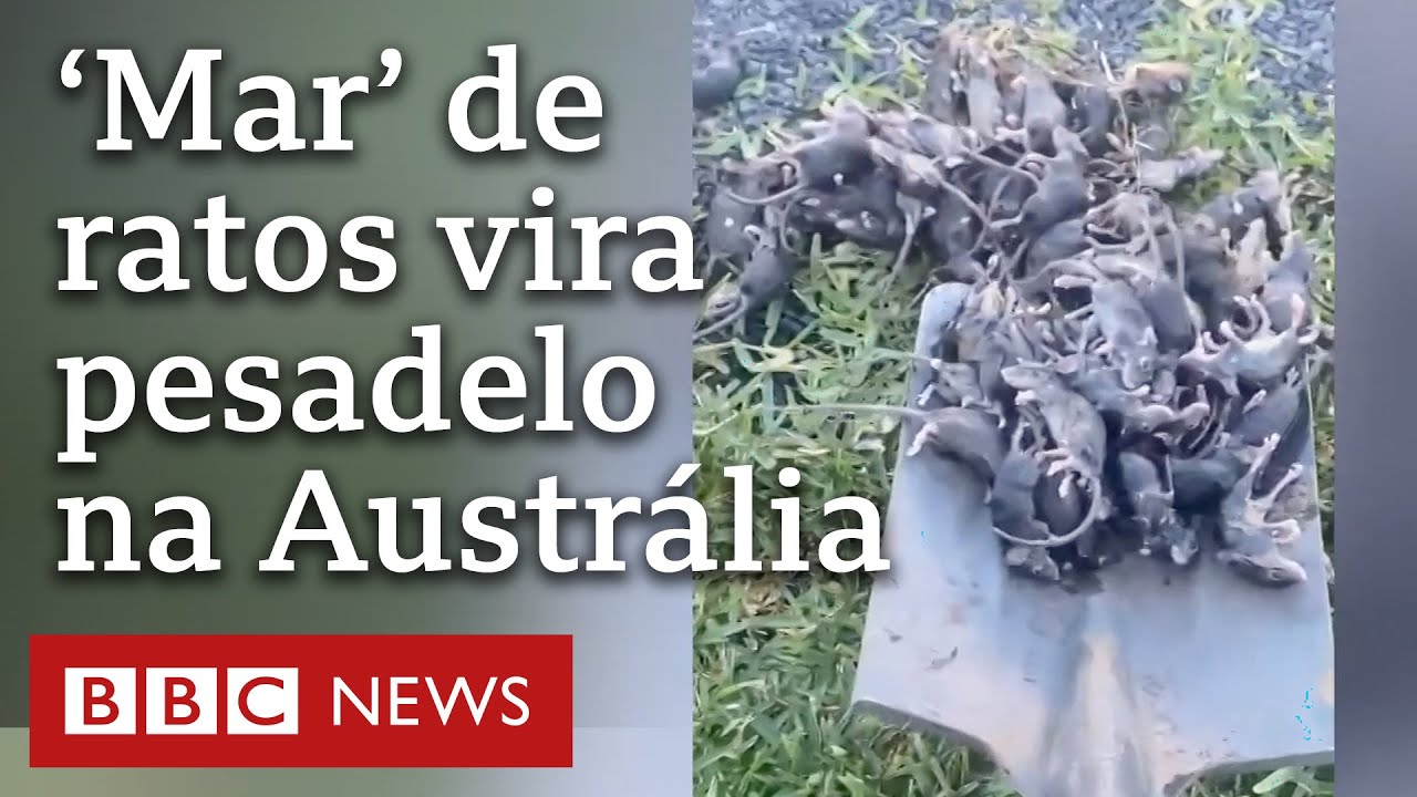 Megainfesta&ccedil;&atilde;o de ratos devasta fazendas na Austr&aacute;lia