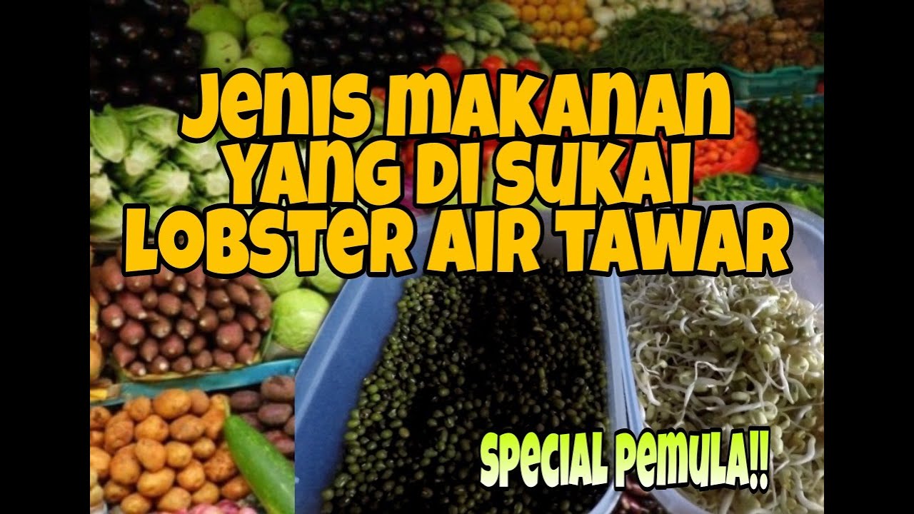 Jenis makanan yang di sukai lobster air tawar.