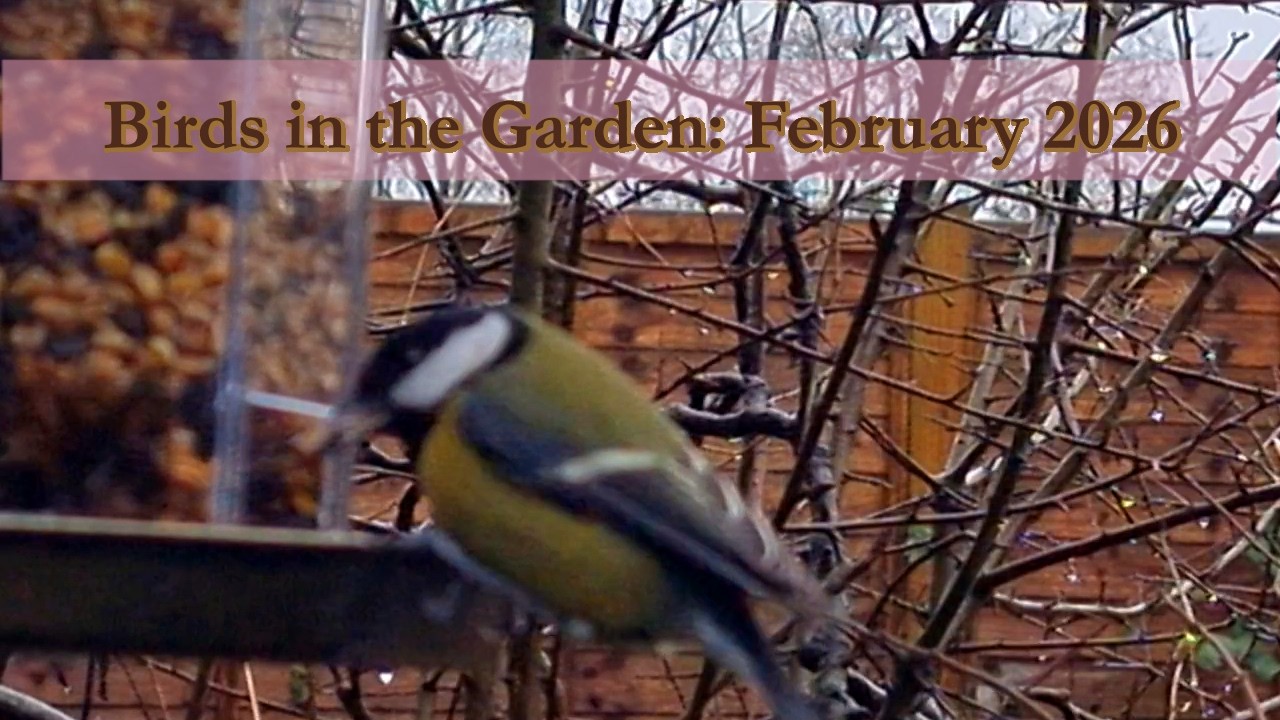Garden birds in the rain, plus a red kite overhead 🐦 | February 2026 [4K] [60fps]