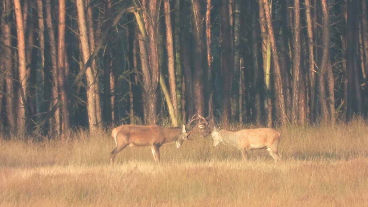 Edelhertenbronst op de Veluwe in het het ochtendzonnetje