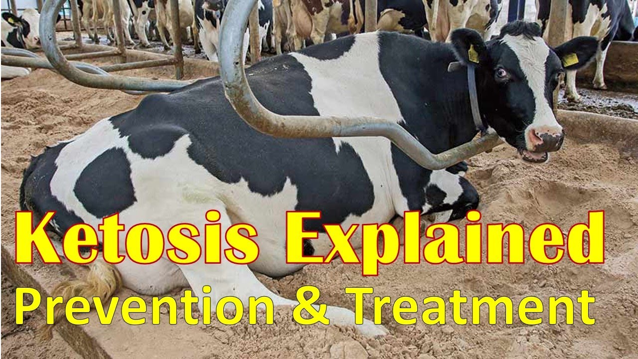 Ketosis in Cows | Explanation, Treatment & Prevention | Acetonemia | Rothera Test