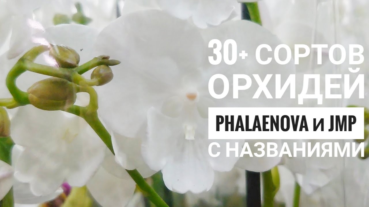 Сорта фаленопсисов с названиями от Phalaenova и JMP. Орхидеи Фронтера, Леонтин, Айрон Мэн. Часть 2