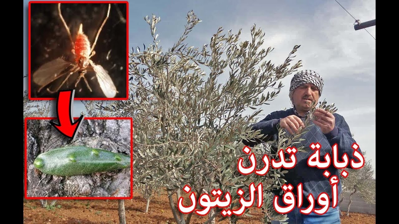 [ آفة خطيرة جداً ] : ذبابة تدرن أوراق الزيتون  |  Olive leaf midge