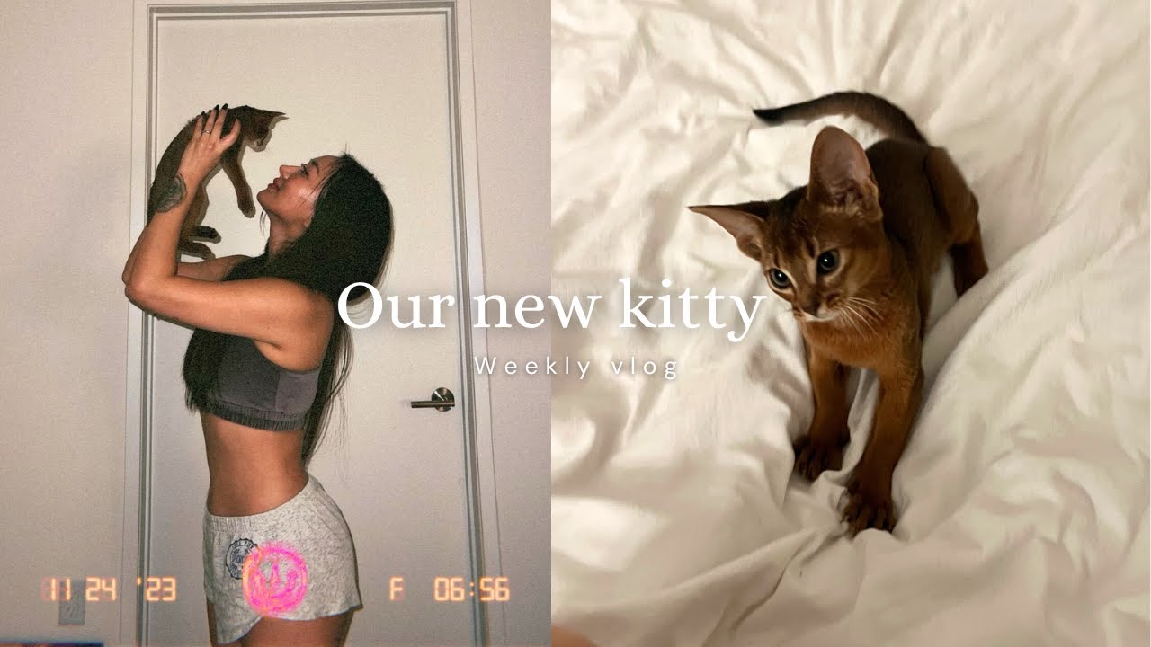 OUR NEW ABYSSINIAN KITTEN 🐱