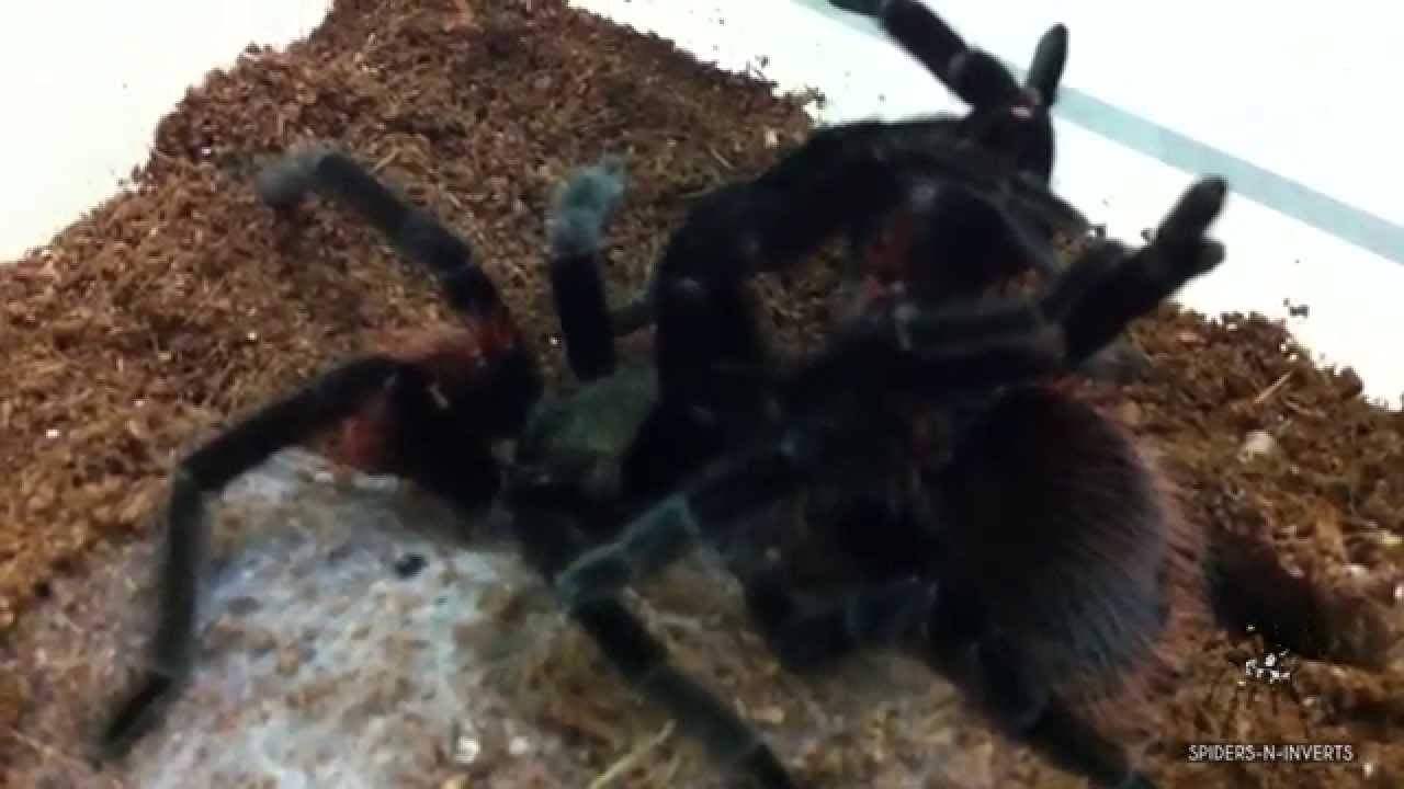 Tarantula Mating: Brachypelma vagans (Mexican Red Rump): Spiders-N-Inverts #3