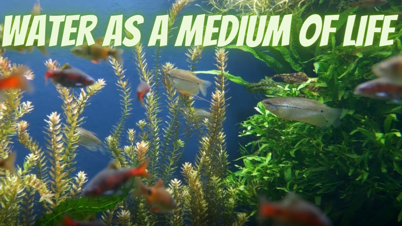 Water As A Medium Of Life