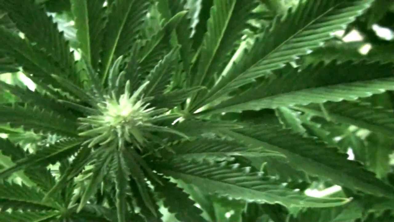 Herijuana IBL - KO Kush F4 - 03/22/12