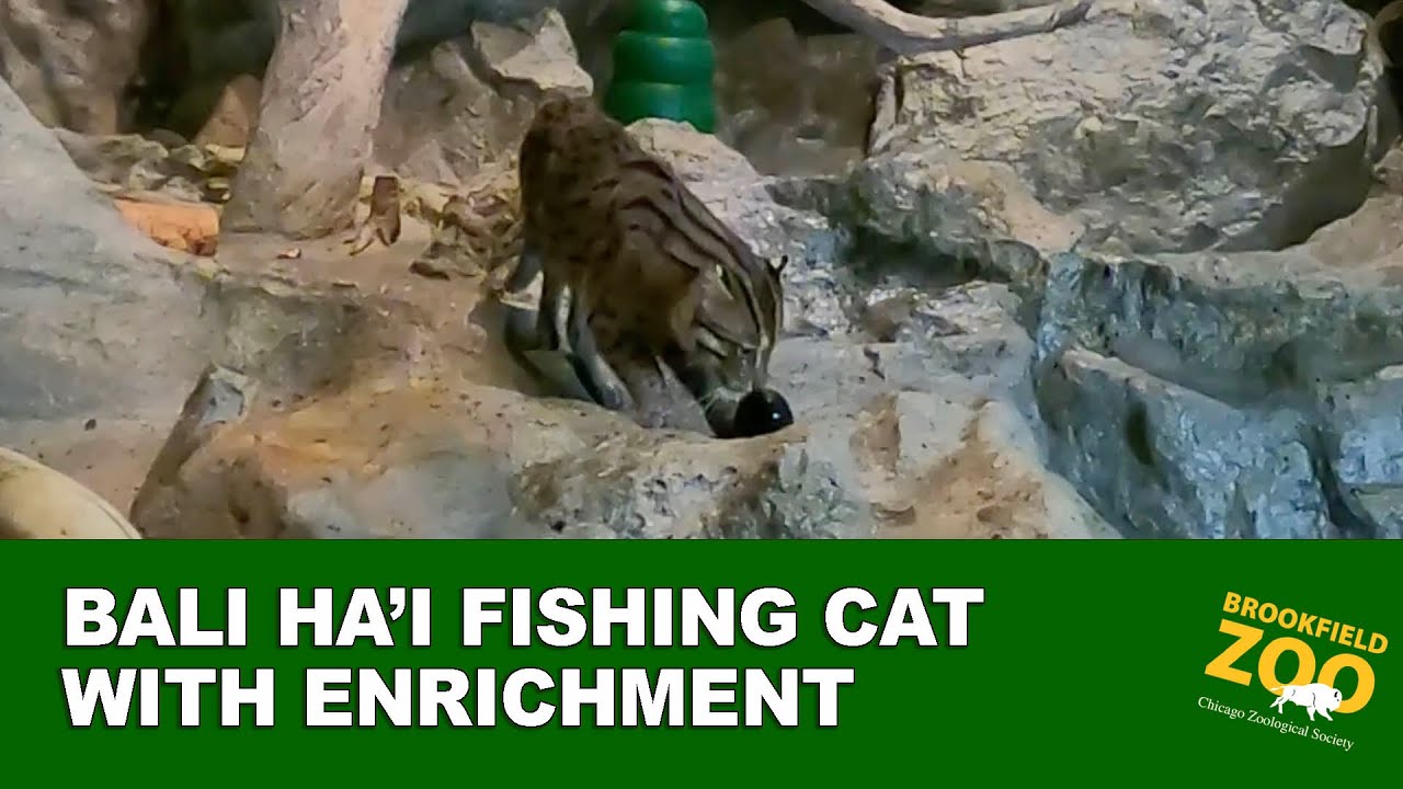 Fishing Cat