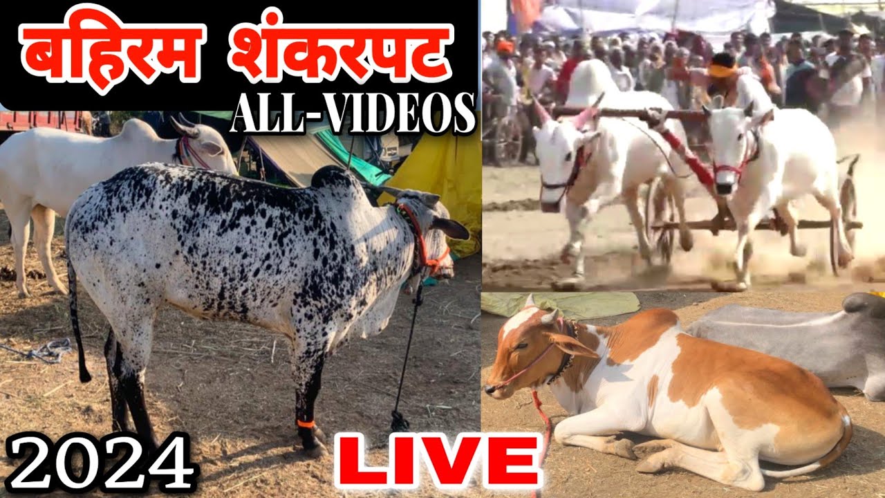 बहिरम जि,अमरावती शंकरपट 2024 । बघा फाईनल दिवसाचे संपूर्ण विडिओ । 2024 KA SABSE BADA SHANKARPAT । pat