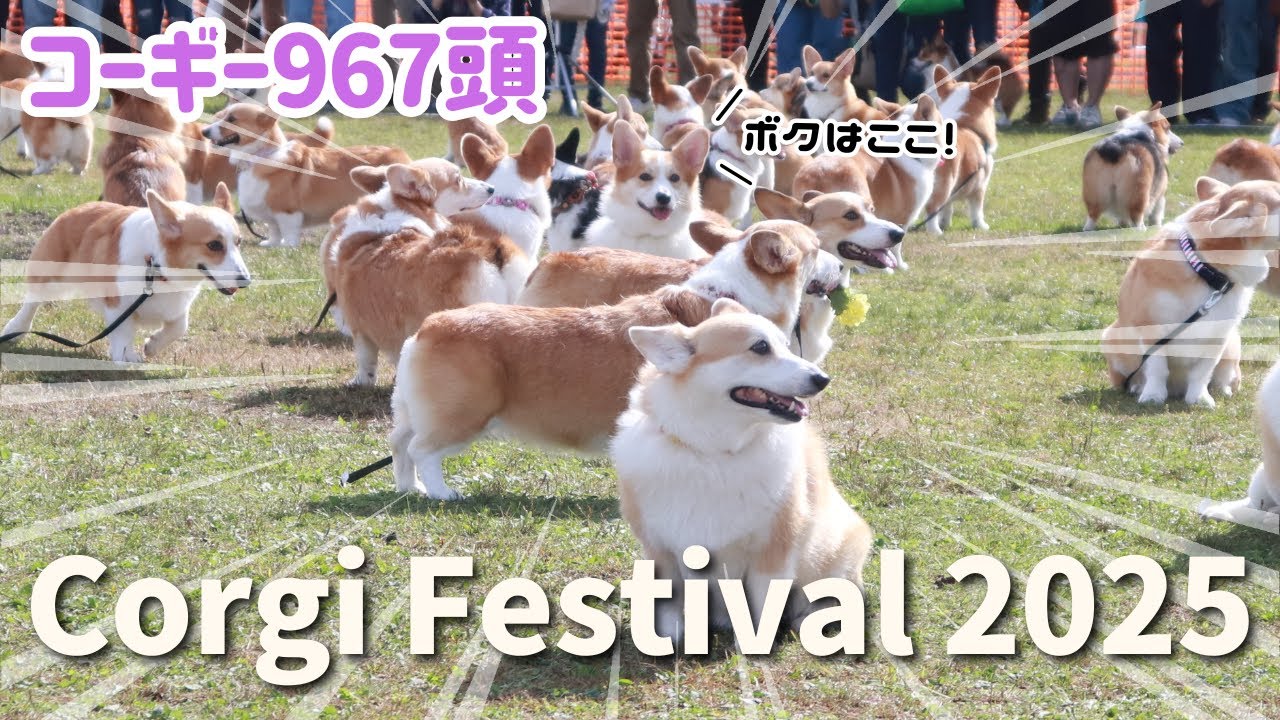 【コギフェス2025秋】可愛いの渋滞！！967コーギー大集合の秋の食パン祭り🍞