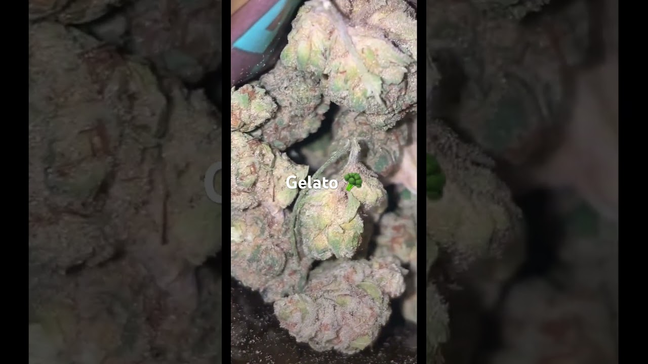 Enua 22/1 Jet Fuel Gelato 🥦
